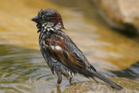 Nasser Haussperling, der gerade im Wasser gebadet hat | © Zdenek Tunka