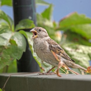 Haussperling mit aufgerissenem Schnabel, im Hintergrund grüne Pflanzen | © Ralph Sturm