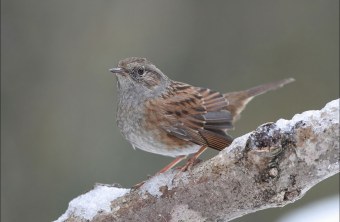Heckenbraunelle auf einem frostigen Ast | © Mark Kumke