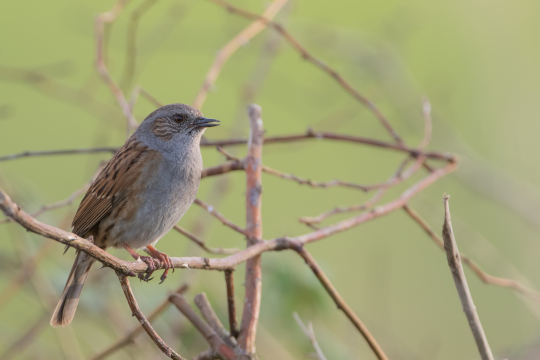 Heckenbraunelle sitzt auf einem Dornast | © Markus Glaessel