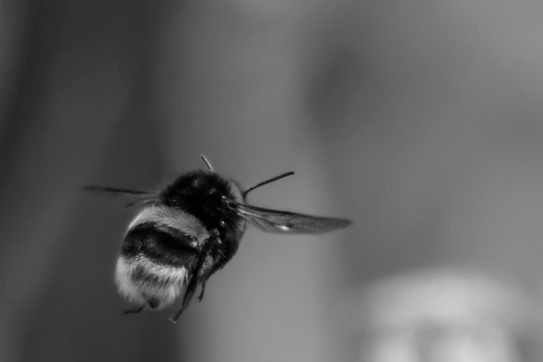 Hummel im Flug von hinten in schwarz und wieß | © Franz Meyer