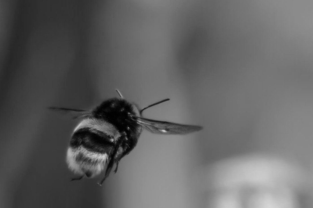Hummel im Flug von hinten in schwarz und wieß | © Franz Meyer