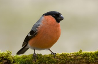 Gimpel oder auch Dompfaff auf bemosstem Ast | © Andreas Giessler