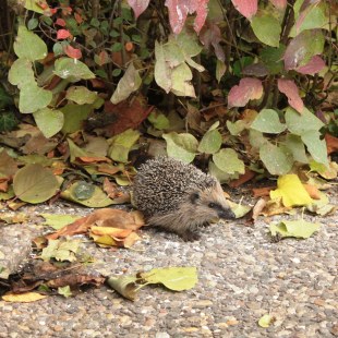 Igel auf einem gepflasterten Weg mit viel Laub im Hintergrund | © Günther Rambach