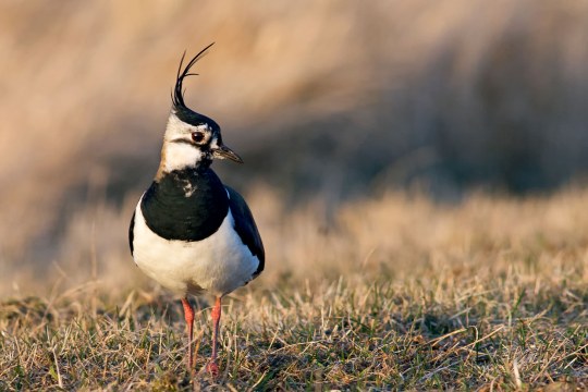 Großer Brachvogel | © H. Clausen