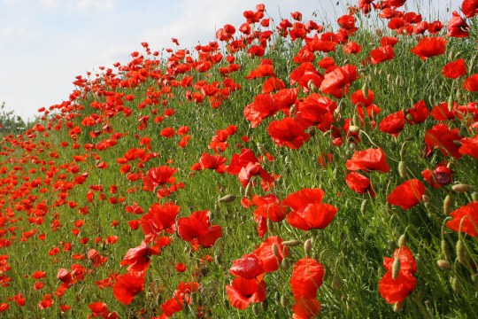 Klatschmohn auf einer hügeligen Wiese | © Zdenek Tunka