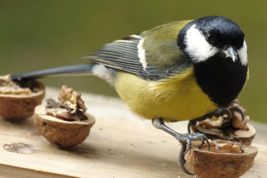 Eine Kohlmeise krallt sich eine halbe Walnuss | © Maria Bauer