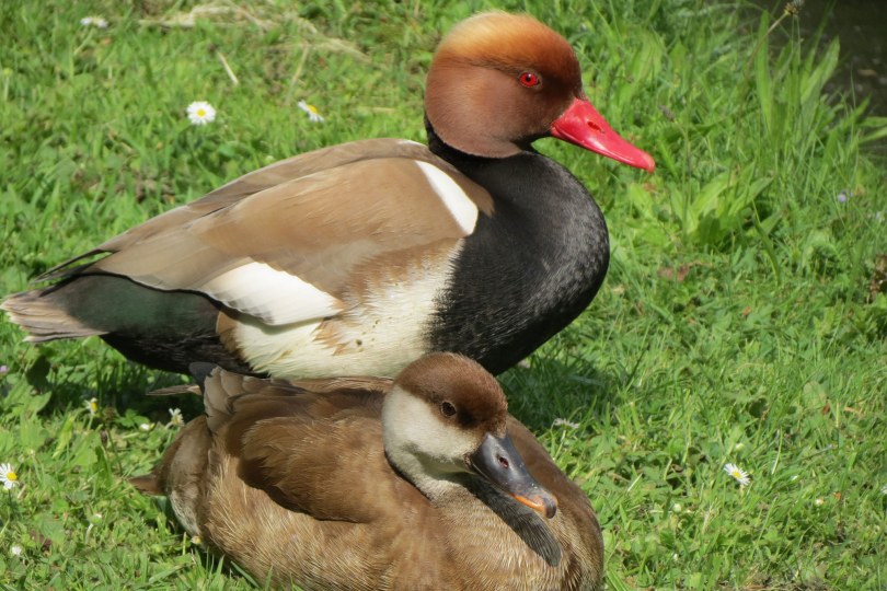Leicht verwechselbar Enten im Vergleich LBV