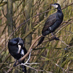 Zwei Kormorane im Geäst | © Marcus Bosch