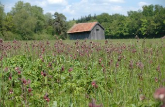LBV Schutzgebiet Haarmoos mit einer Hütte im Hintergrund| © Eva Schubert