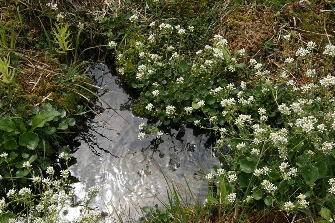 Quellart Bayerisches Löffelkraut im LBV-Schutzgebiet Gillenmoos  | © Julia Römheld