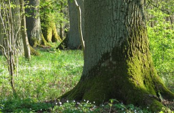 Dicke Bäume im LBV-Schutzgebiet Rainer Wald | © Christian Stiersdorfer