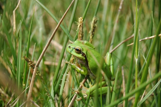 Laubfrosch an höherem Gras | © Eva Schubert