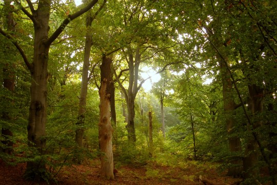 Laubwald am Tag | © Bernd Raab