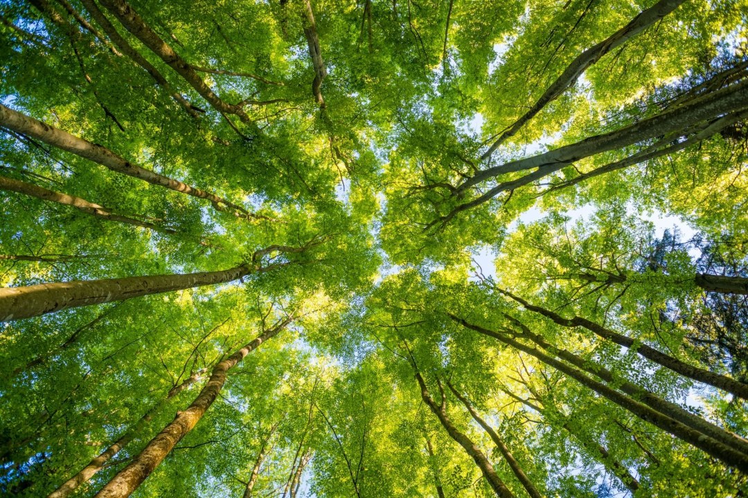 Baumkronen | © Dr. Olaf Broders