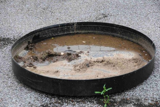 Lehmschale mit Nistmaterial für Schwalben | © R. Thiemann