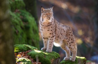 Luchs auf einem moosbewachsenen Fels | © Marcus Bosch