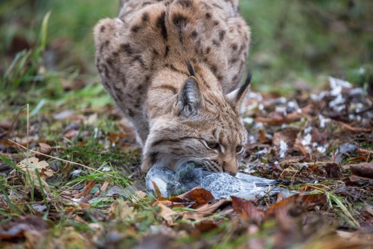Luchs mit Beute, eine Taube | © Ralph Sturm