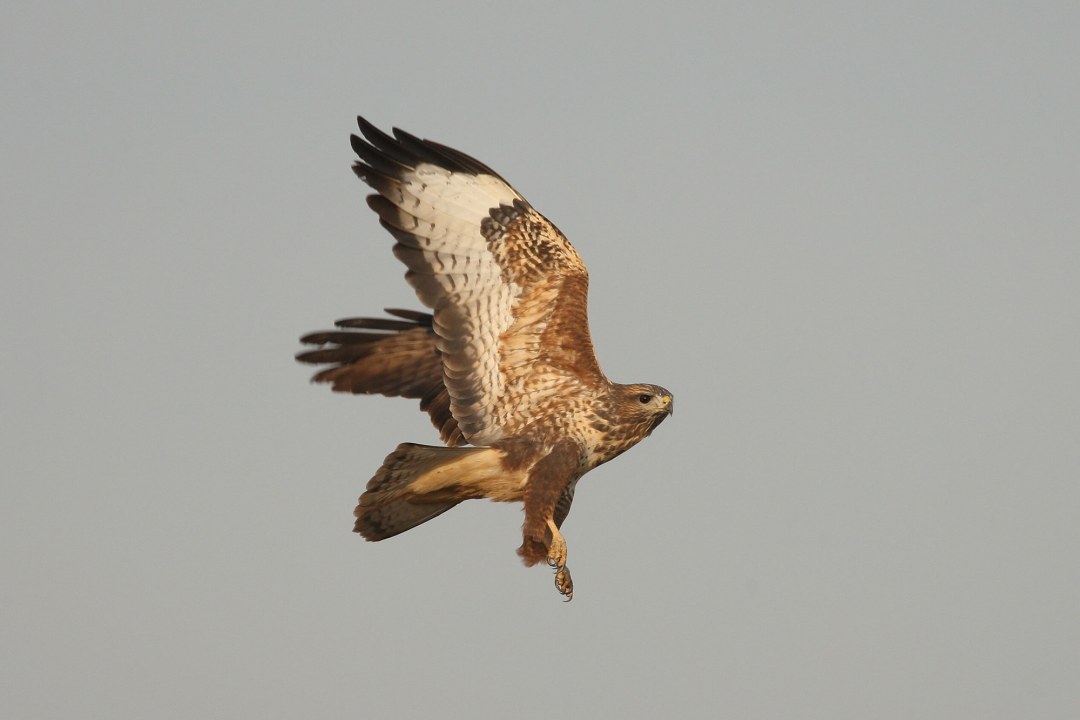 Mäusebussard | © Zdenek Tunka