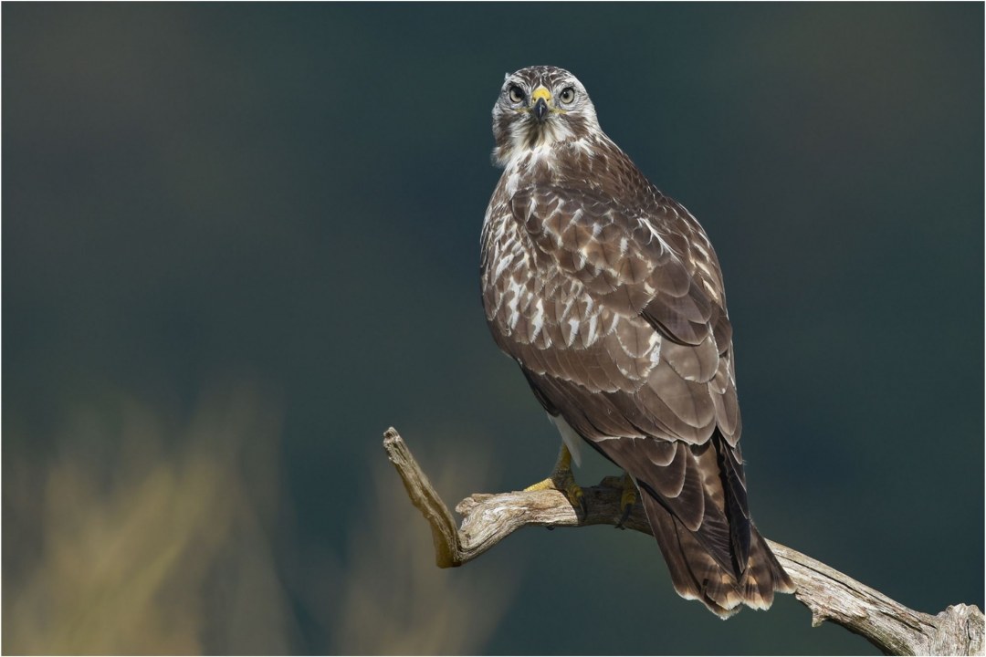 Mäusebussard sitzt auf einem Zaunpfahl und schaut in die Kamera. | © Herbert Henderkes