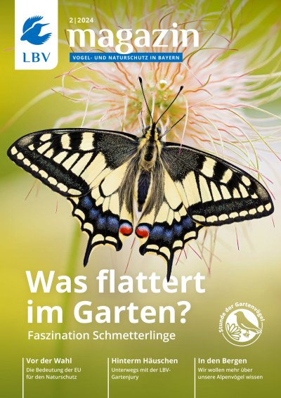 Cover LBV Magazin Ausgabe 02/2024 mit einem Schwalbenschwanz auf dem Cover