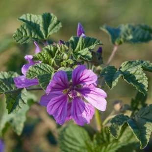 Wilde Malve - Malva sylvestris | © Thomas Dürst