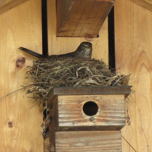 Amselnest auf Nistkasten | © Martin Krumbachner