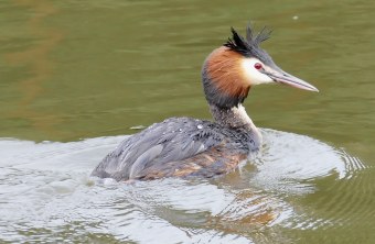 Haubentaucher schwimmt auf dem Wasser | © Martina Kratzer