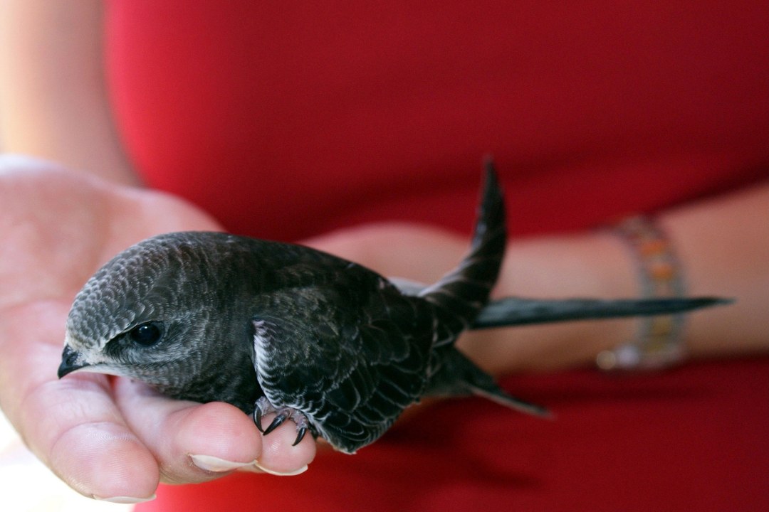 Mauersegler auf Hand | © Christian Koreimann