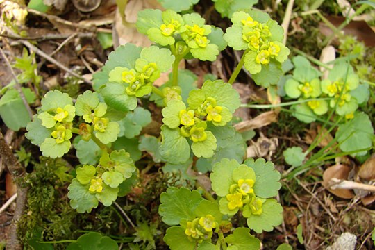 Milzkraut (Chrysosplenium Alternifolium) in Nahaufnahme