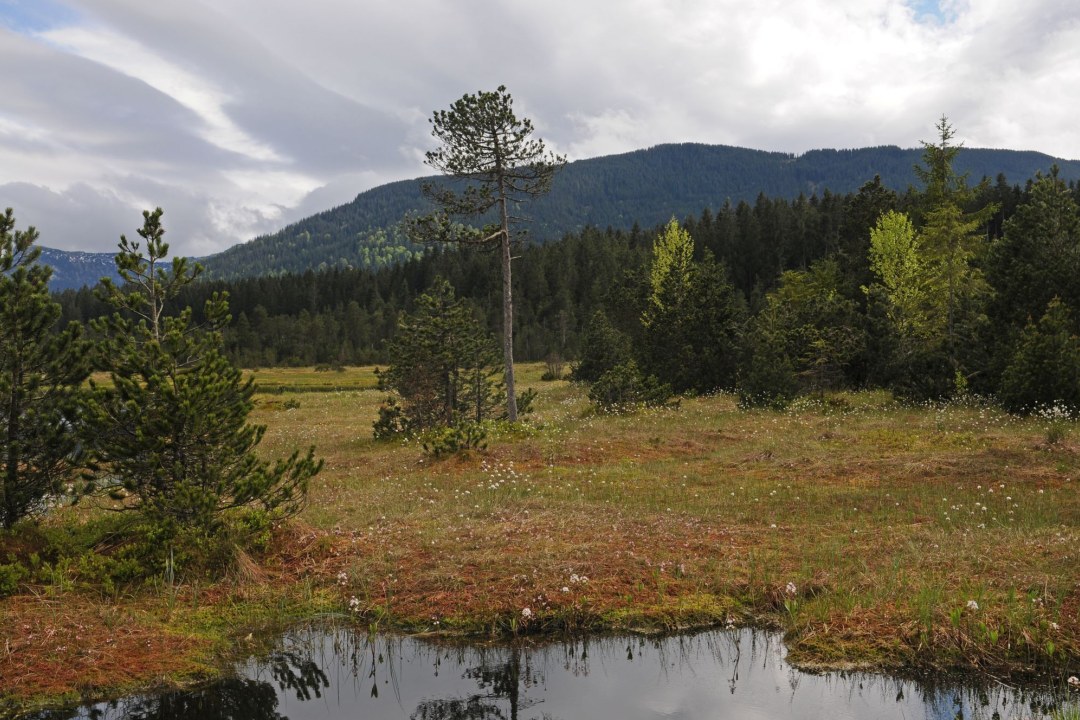 Ein idyllischer Moorsee in Bayern, umgeben von üppiger Vegetation, zeigt die Naturlandschaft Bayerns | © Dr. Eberhard Pfeuffer