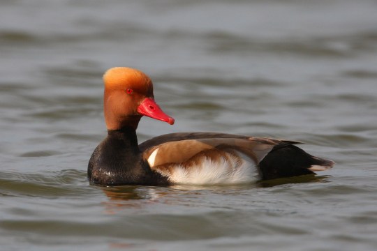 Kolbenente schwimmt im Wasser | © Zdenek Tunka
