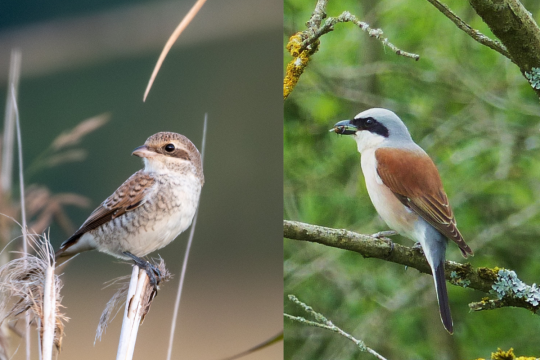 Neuntöter Weibchen und Männchen | © Nils Dinter und Friedrich Hartl