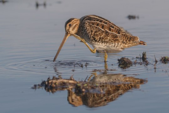 Bekassine | © Gunther Zieger