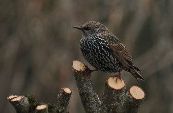 Star im Winter | © Ernestine Bayr