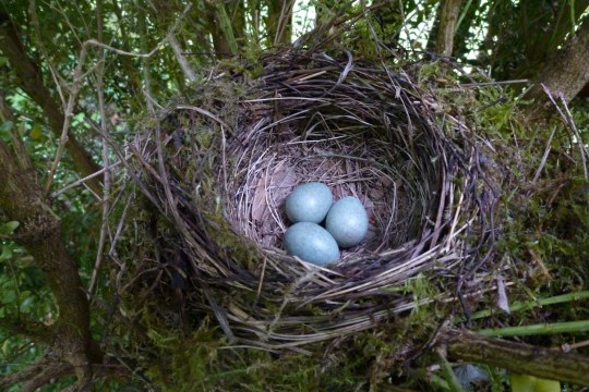 Amselnest | © Rudolf Wittmann