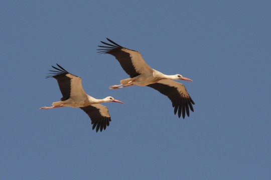 Weißstorch im Flug | © Dr. Christoph Moning