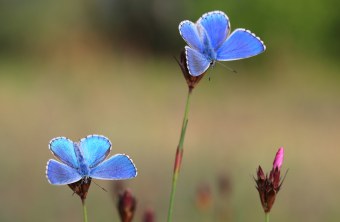 Himmerlblauer Bläuling | © Stefan Masur