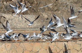 Lachmöwen-Schwarm  | © Frank Derer