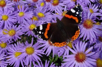 Admiral | ©Maria Bauer