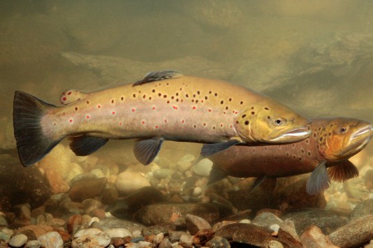 Bachforelle | © Andreas Hartl