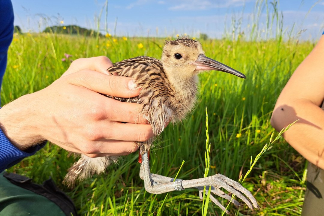 Junger Brachvogel im Donaumoos | Florian Prestl