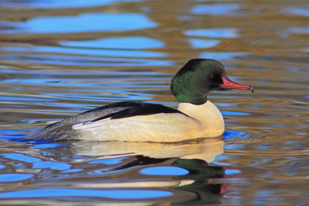 Gänssägermännchen im Prachtkleid | © Stefan Masur