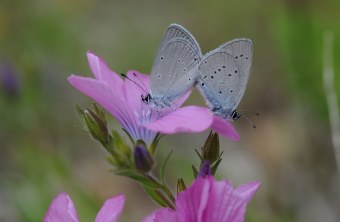 Zwerg-Bläuling | © Dr. Eberhard Pfeuffer