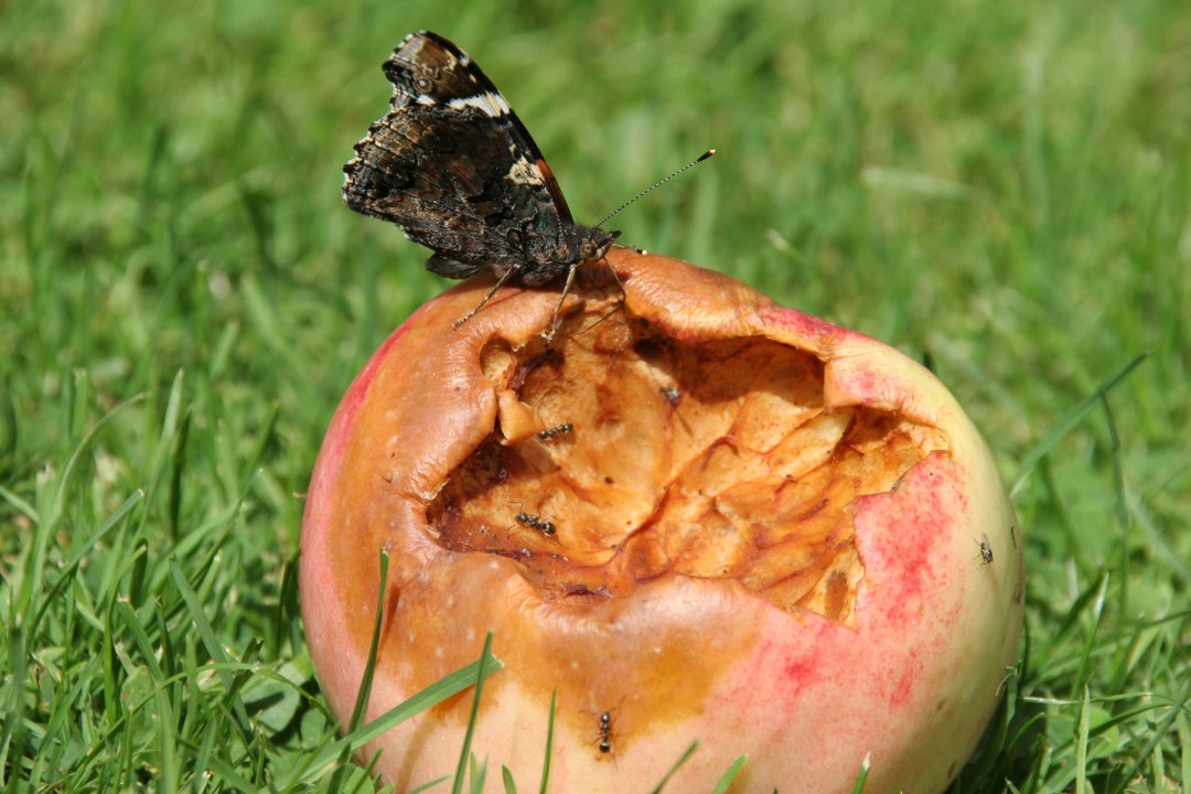 Admiral auf Fallobst | © Hans-Joachim Fünfstück