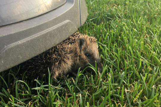 Igel unter einem Rasenroboter |  © Martina Gehret