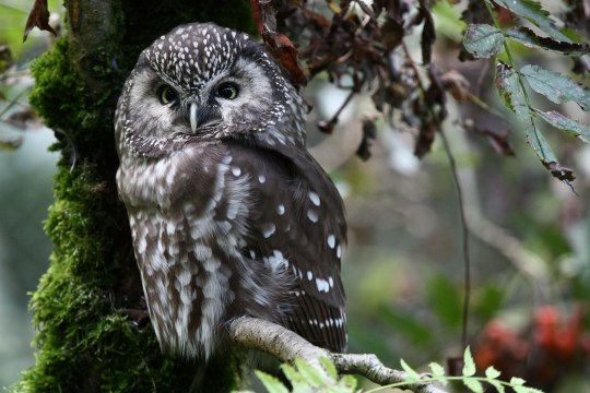 Rauhfußkauz auf einem Ast | © Hubert Schraml