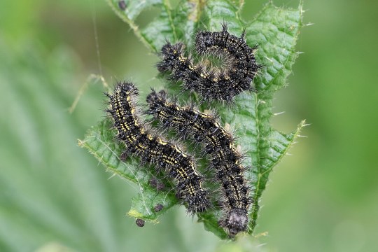 Drei schwarz-gelbe haarige Raupen auf einem Blatt | © Oliver Wittig