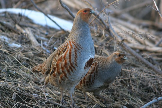 Zwei Rebhühner stehen auf einem Feld | © Zdenek Tunka