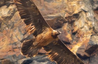 Recka im Oktober 2025 in den Hohen Tauern | © Florian Egger